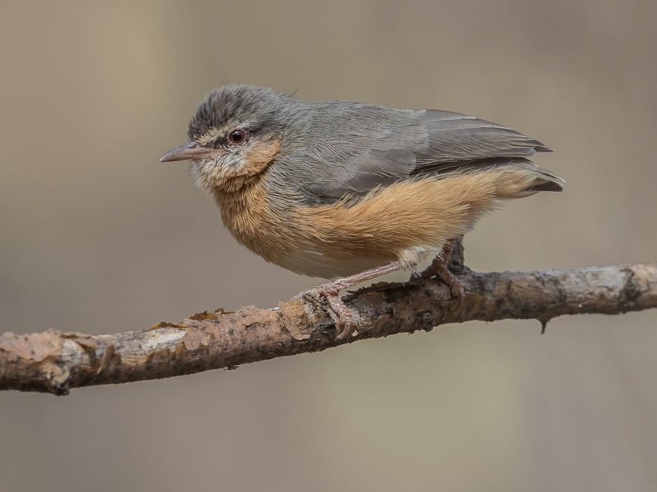 Northern Crombec (Sylvietta brachyura)_20180110_082131_75702