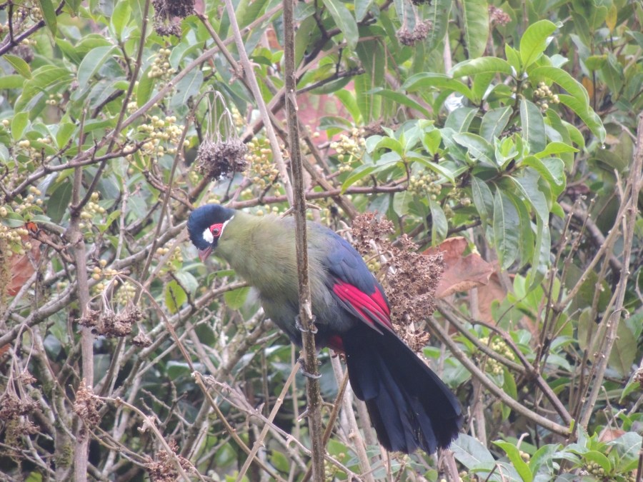 Hartlaub's Turaco photo