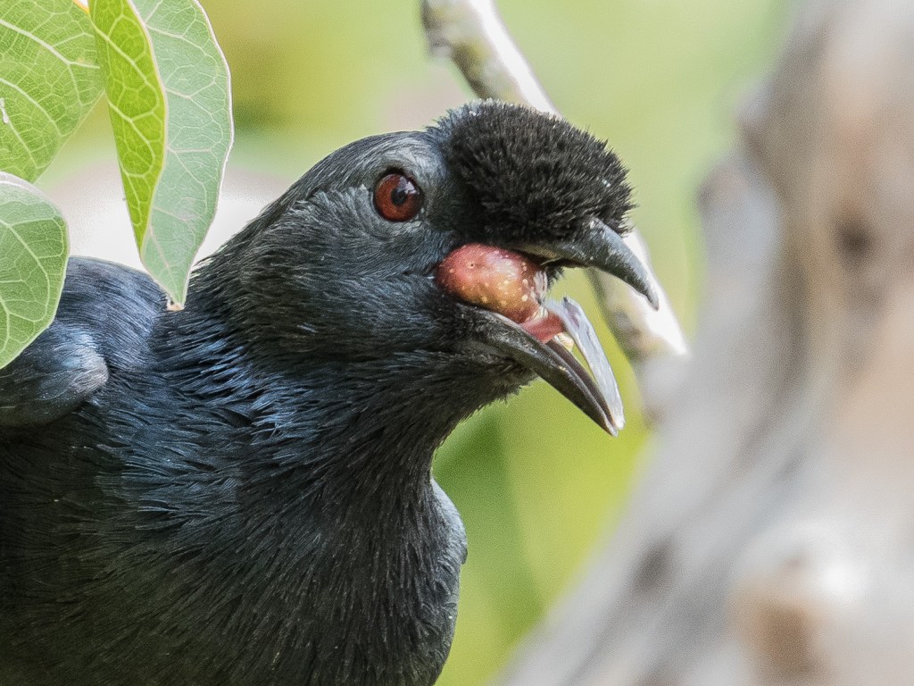 Bristle-crowned Starling (Onyghognathus salvadorii)_20180109_132451_75660