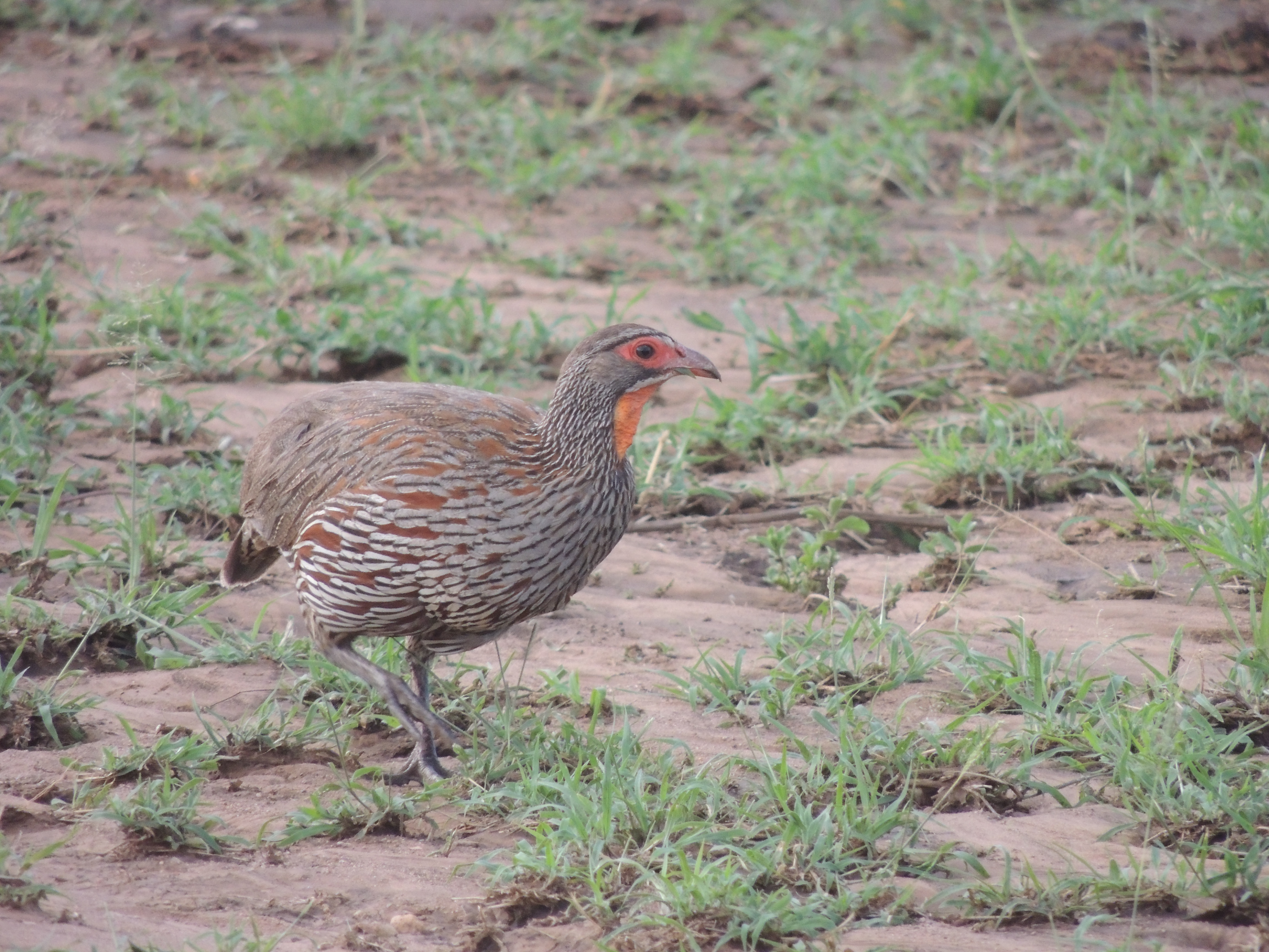 Grey-breasted Spurfowl