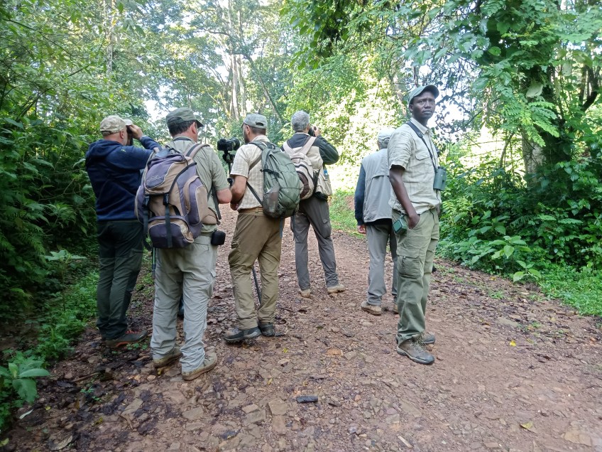 Forest canopy birding at Kakamega Forest, Kenya